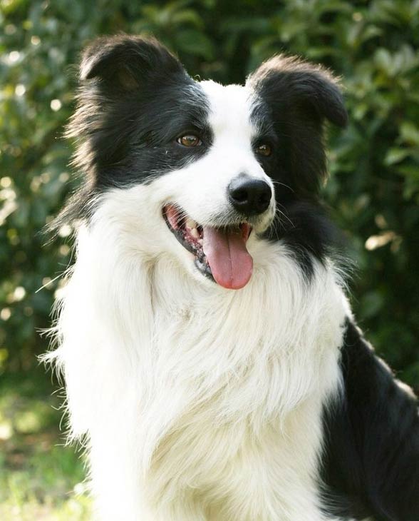 are border collies neurotic