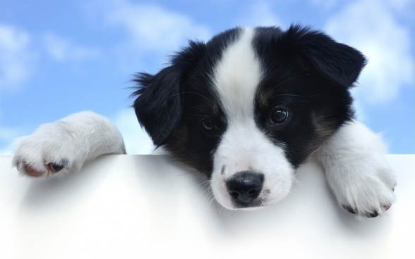 Border collie