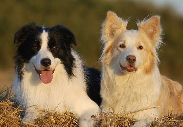 Border collie