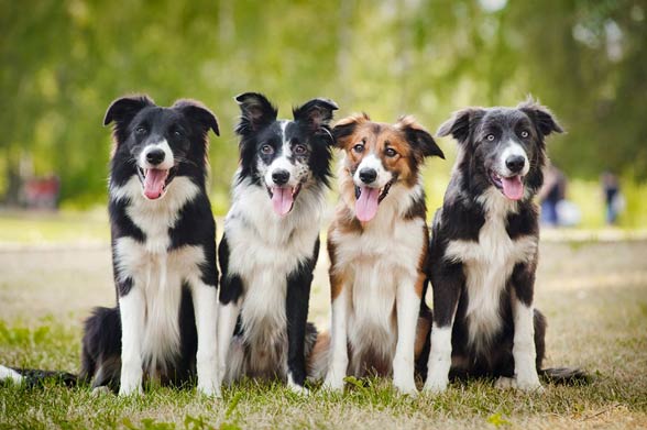 Border collie