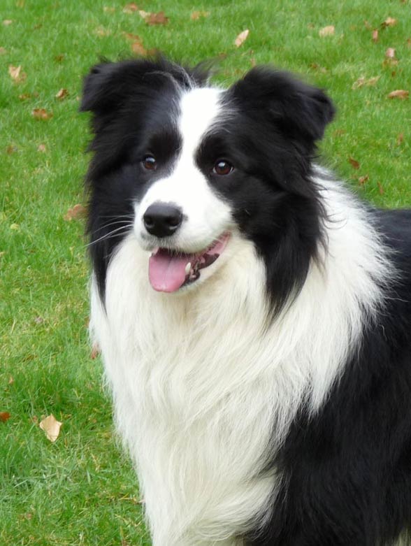 Border Collie 22 