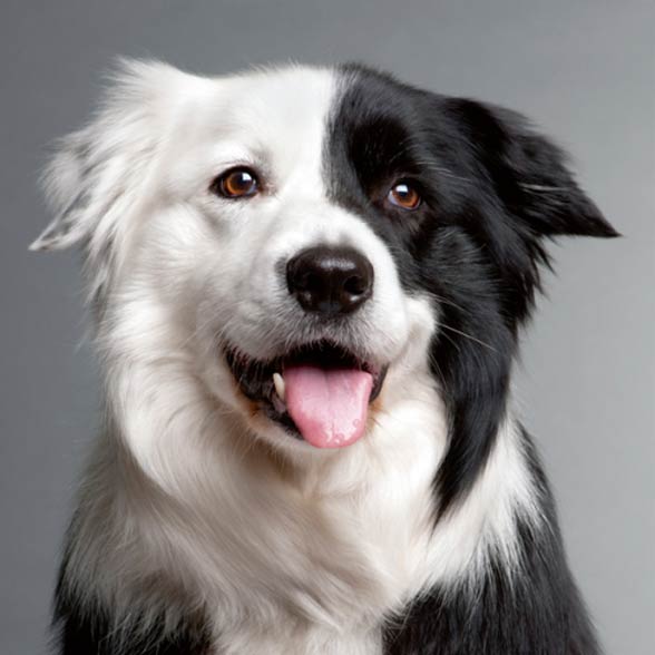 Border Collie the smartest dog in the world