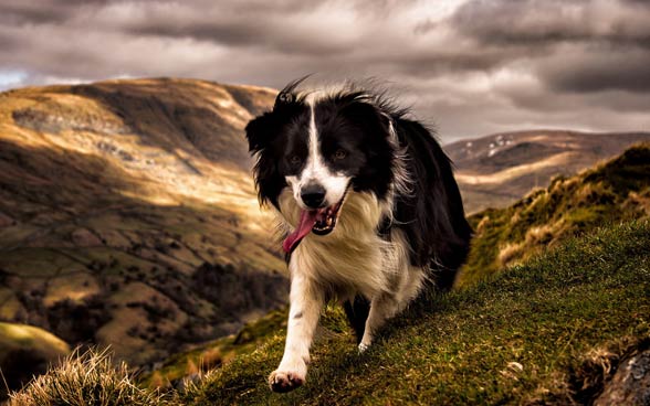 Border collie