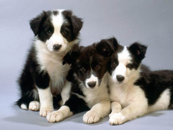 Border collie