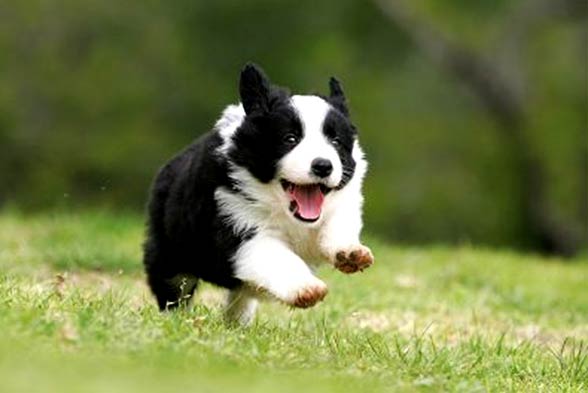 Border collie