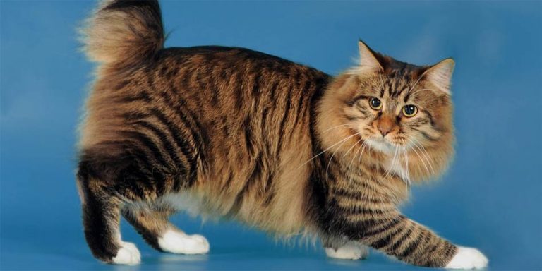 Cymric Cat – Longhair Manx Cat | DinoAnimals.com