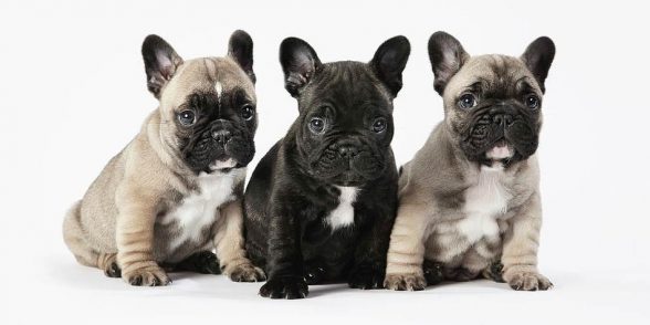 French Bulldog – Companion Dog 