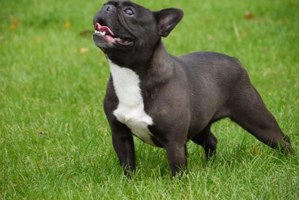 French Bulldog.