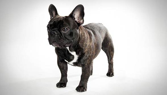 French Bulldog