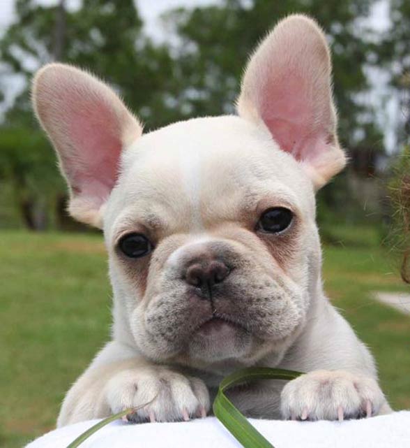 French Bulldog