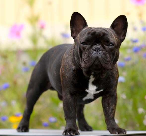 French Bulldog