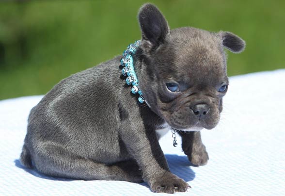 French Bulldog