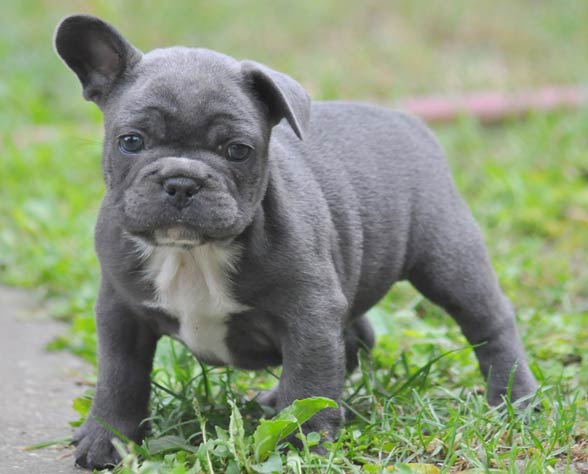 French Bulldog