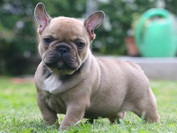 French Bulldog