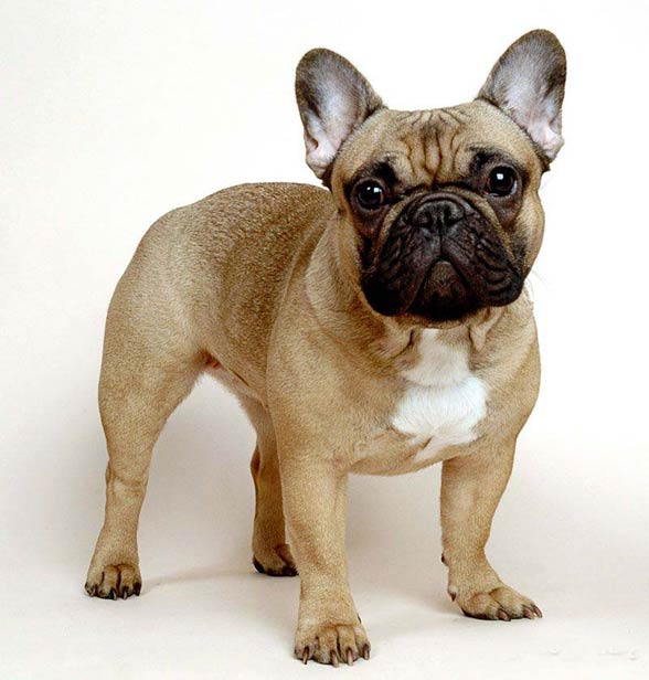 French Bulldog.