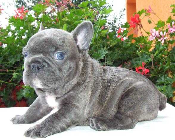 French Bulldog