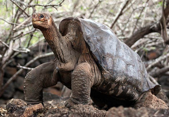 Galápagos giant tortoise