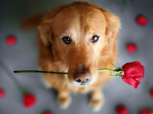 Golden retriver