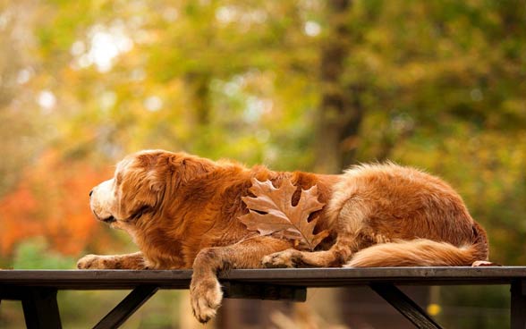 Golden retriver