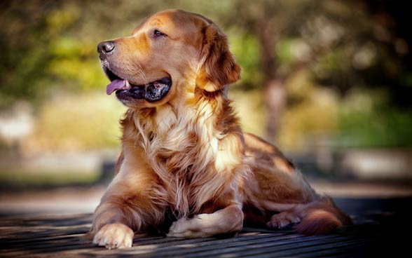 Beautiful Shades of Golden Retrievers