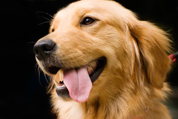 Beautiful Shades of Golden Retrievers