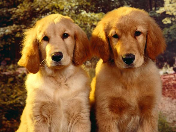 Jersey! ♡  Beautiful dog breeds, Golden retriever, Dogs golden retriever