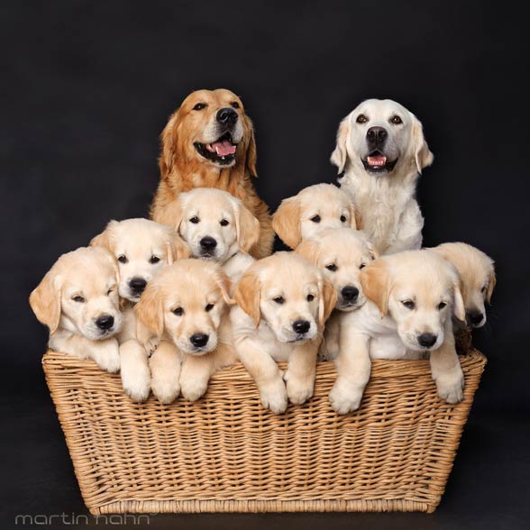 Jersey! ♡  Beautiful dog breeds, Golden retriever, Dogs golden retriever