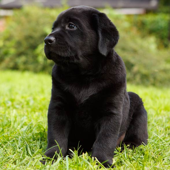 Labrador retriver