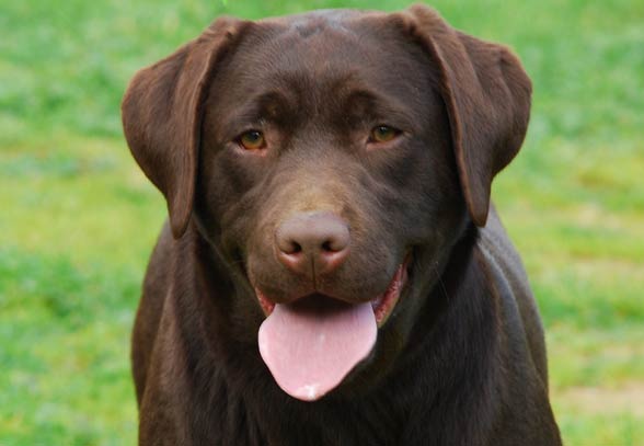 Labrador retriver