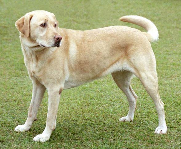 Labrador big size best sale