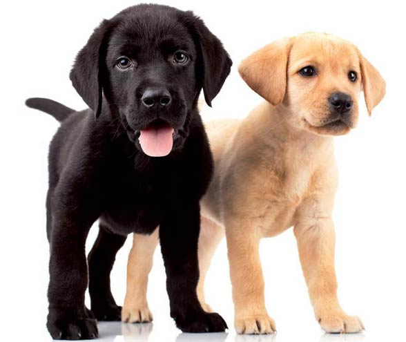 Labrador retriver