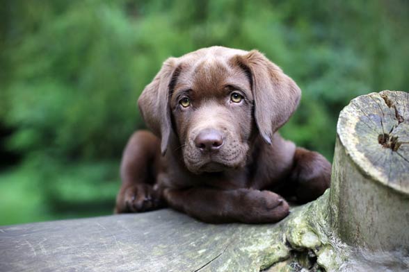 Labrador retriver