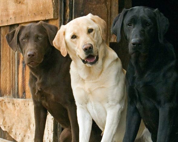 Labrador retriver