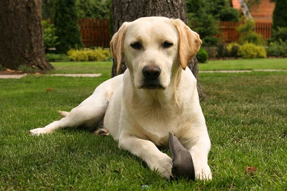 Labrador retriver