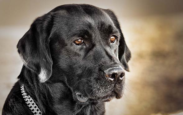 Labrador retriver