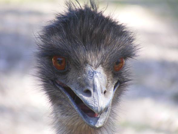 The Emu