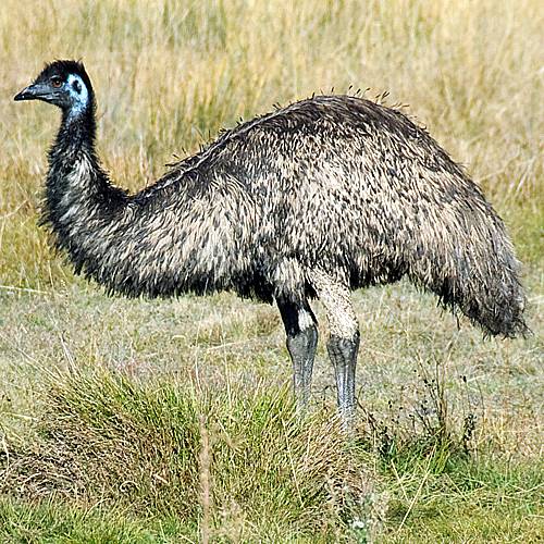 The emu’s neck is light blue. Its shaggy feathers are dingy brown. The feathers ends are black.