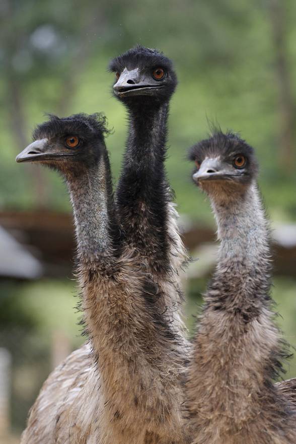 The Emu