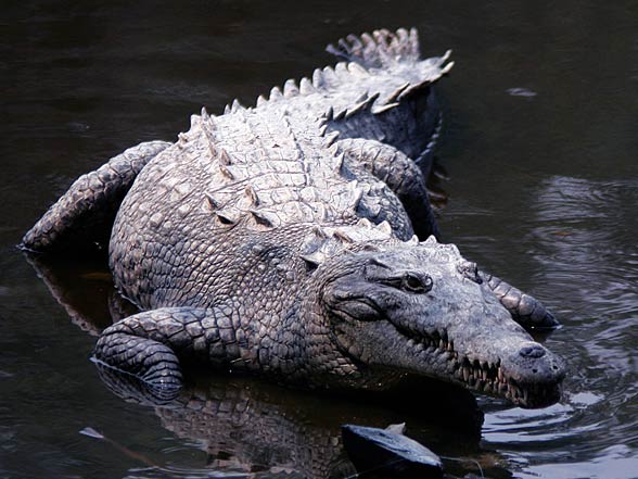 American crocodile (Crocodylus acutus)