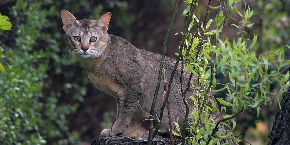 Chausie – intelligent and active cat | DinoAnimals.com