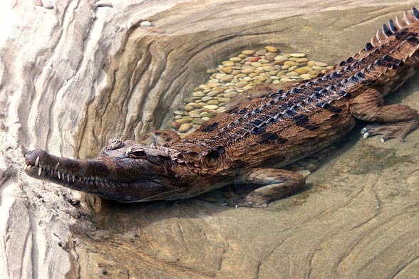 False gharial (Tomistoma schlegelii)