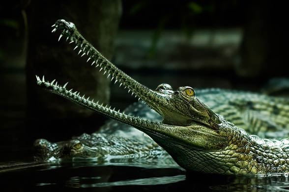 Gharial (Gavialis gangeticus)