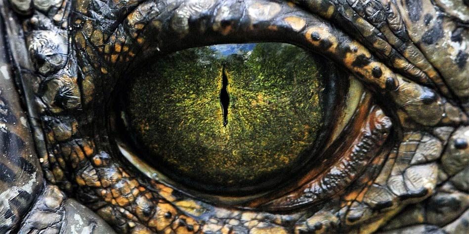 The largest (heaviest) reptiles – Top 10 | DinoAnimals.com