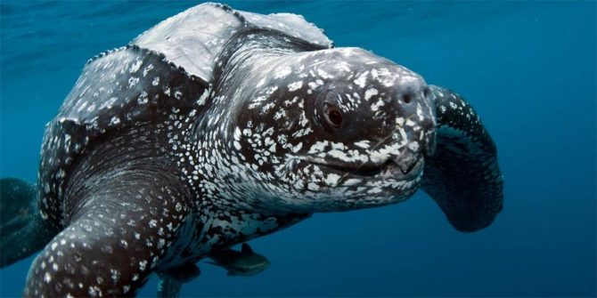 Leatherback Sea Turtle The Largest Turtle 