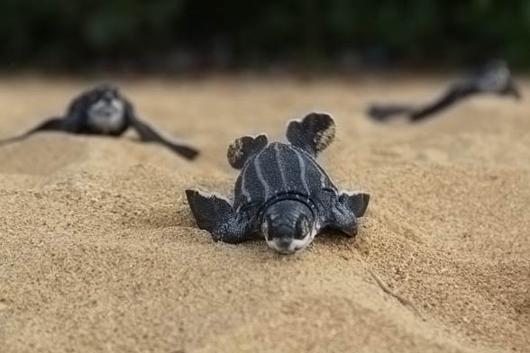 Leatherback sea turtle (Dermochelys coriacea)