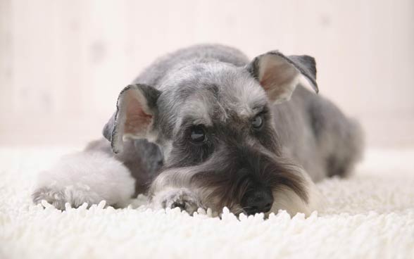 Miniature Schnauzer