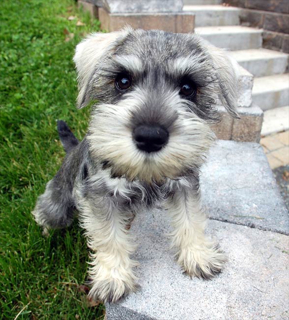 Miniature Schnauzer – a loyal dog