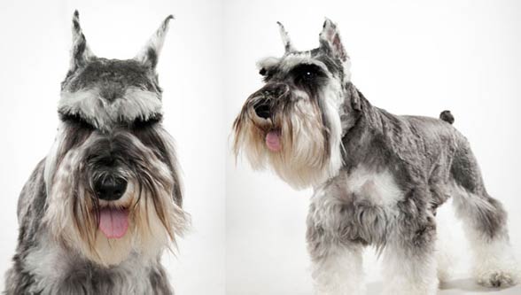 Miniature Schnauzer