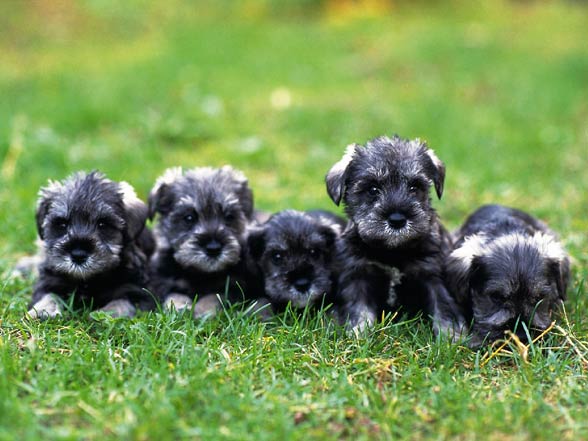 Miniature Schnauzer – a loyal dog