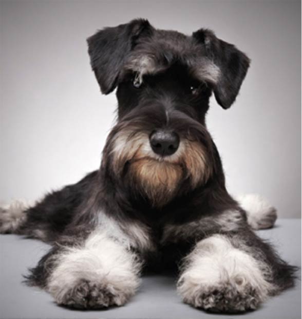 Miniature Schnauzer